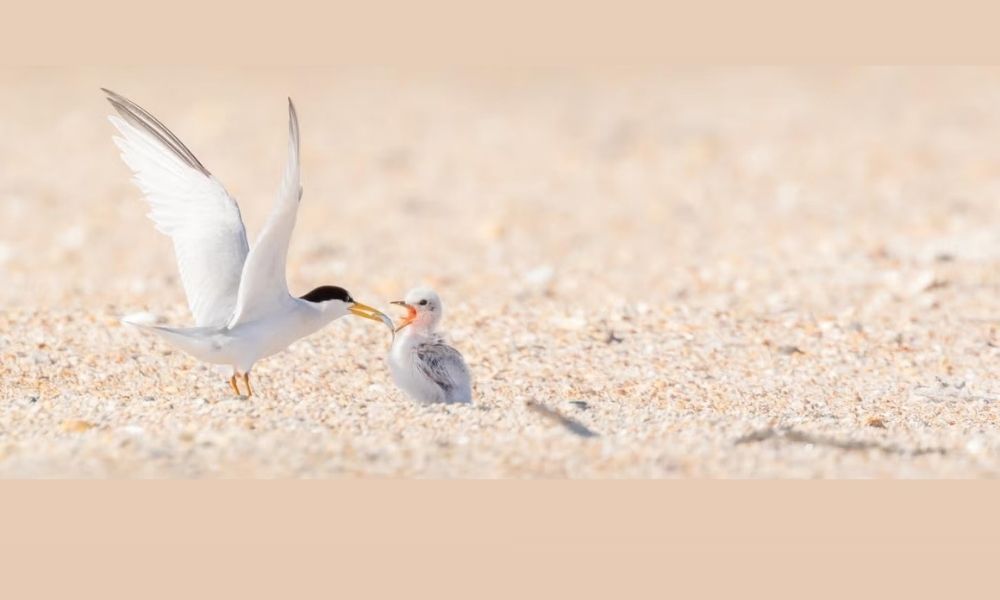 Anastasia Hills homes for sale near Crescent Beach, FL